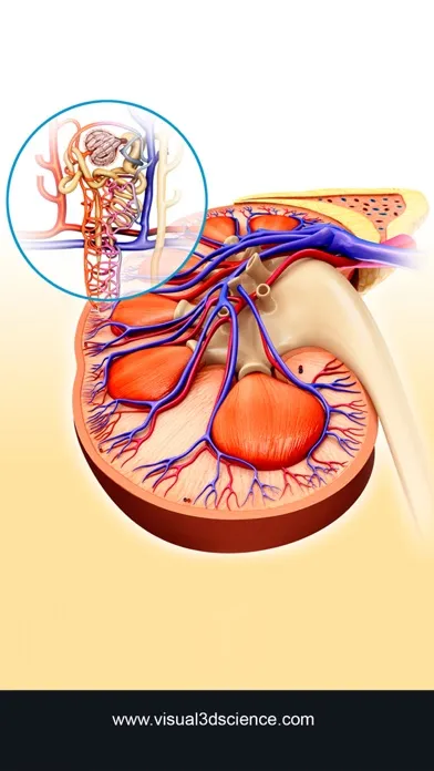 Tangkapan skrin My Kidney Anatomy